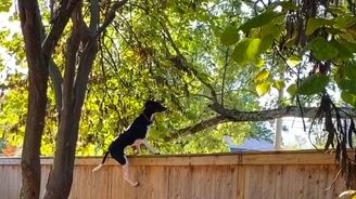 Пёс-паркурщик охотится за белкой - смотреть видео (1:00)