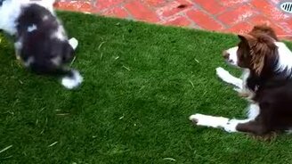 Сбил лаем наповал - смотреть видео (0:06)