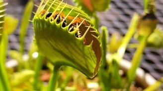 Растение поймало насекомое - смотреть видео (0:21)