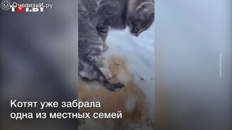 Как нефтяник спас котят - смотреть видео (0:46)