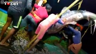 Случайно поймали акулу - смотреть видео (0:36)