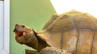 Черепаха зевает - смотреть видео (0:22)