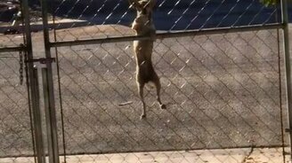 Собачонка перелезает через воротину - смотреть видео (0:36)