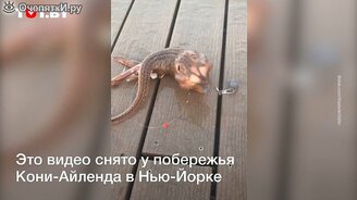 Пугающее существо попалось на удочку - смотреть видео (0:19)