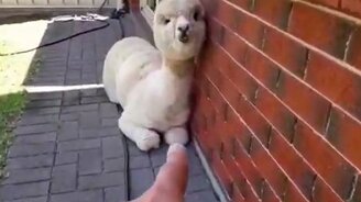 Мягкая кнопочка - смотреть видео (0:11)