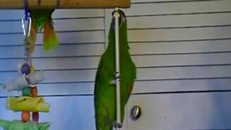 Попугаичий танец на шесте - смотреть видео (0:20)