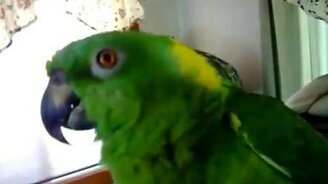 Попугай по-настоящему поёт - смотреть видео (1:16)