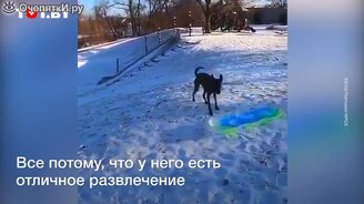 Пёс сам катается на санках - смотреть видео (0:14)