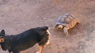 В догонялки с черепахой - смотреть видео (0:31)