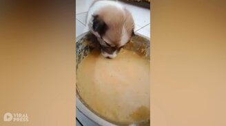 Уснул во время еды - смотреть видео (0:18)