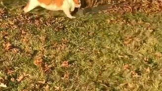 Тяжело быть толстым - смотреть видео (0:25)