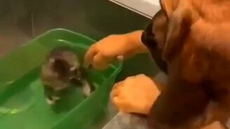 Собака опекун - смотреть видео (0:14)