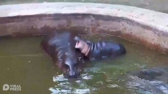 Бегемотик заигрывает с мамкой - смотреть видео (0:34)