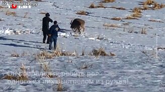 Отстрелил рог живому оленю - смотреть видео (1:11)