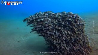 Рыбы катятся по дну - смотреть видео (0:39)