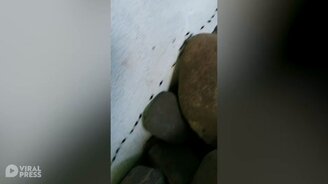 Сотни жучков на стене - смотреть видео (0:20)