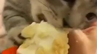 Это моё мороженое! - смотреть видео (0:13)