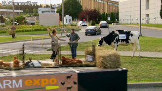 Дорогой, давай купим корову - смотреть видео (1:43)