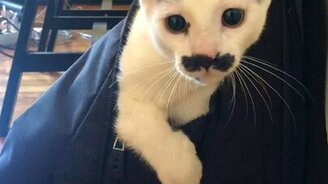 Кот-усач в рюкзаке - смотреть видео (0:26)