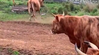 Когда коровы видят мяч - смотреть видео (0:15)