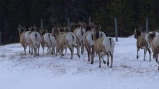 Про паршивую овцу - смотреть видео (0:29)