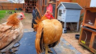 Самый важный петух - смотреть видео (0:13)