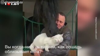 Искренняя дружба кота и лошади - смотреть видео (0:15)