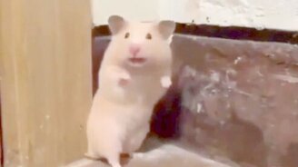 Сильно напугал хомяка - смотреть видео (0:05)