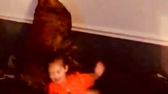 Пёс боксёр против тени - смотреть видео (0:41)