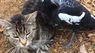 Терпеливая кошка и задиристая сорока - смотреть видео (0:48)