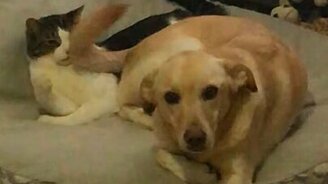 Хвостом по морде не надо! - смотреть видео (0:18)