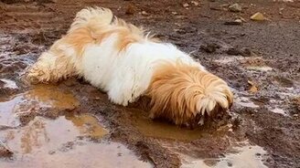 Пёс мордой в грязи - смотреть видео (0:10)