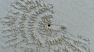 Краб и красота на песке - смотреть видео (1:35)