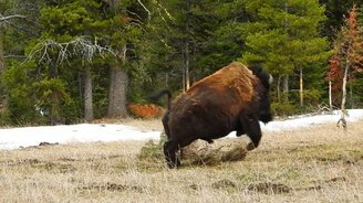Бизон резвится на полянке - смотреть видео (1:31)