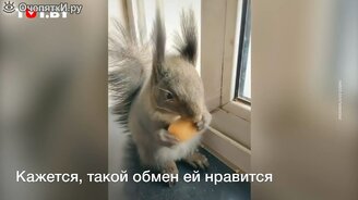 Зачем белка регулярно приходит в гости в квартиру - смотреть видео (0:36)