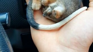 Детёныш опоссума - смотреть видео (0:41)