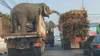 Слон нашёл себе пропитание - смотреть видео (0:48)