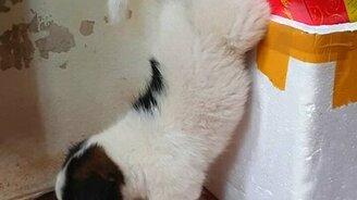 Неудобно? Так вкуснее! - смотреть видео (0:44)