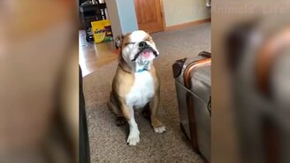 Трогательные собаки и весёлые кошки - смотреть видео (12:21)