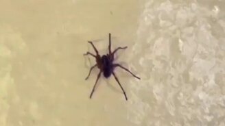 Человек и паук: кто кого боится? - смотреть видео (0:15)