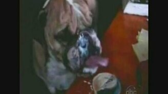 Смешная домашняя подборка 61 - смотреть видео (10:05)