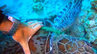 Спасение черепахи дайверами - смотреть видео (1:52)