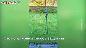 Самое оригинальное средство от белок - смотреть видео (0:20)