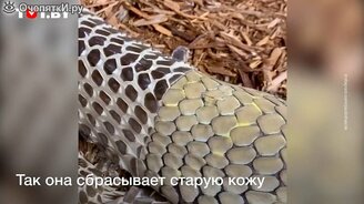 Как королевская кобра сбрасывает кожу - смотреть видео (0:27)