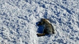 Выносливая ласка и мёртвый заяц - смотреть видео (0:45)