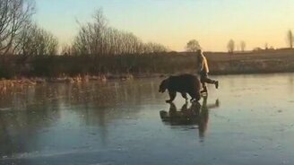 Медведь, прокати меня! - смотреть видео (0:26)