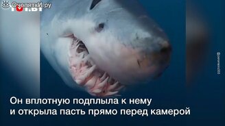 Акула показала пасть на камеру - смотреть видео (0:32)