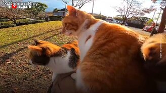 Коты захватили человека - смотреть видео (1:28)