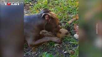 Когда тебе мешают работать - смотреть видео (0:38)