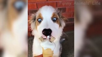 Весёлые псины и своенравные коты - смотреть видео (12:25)